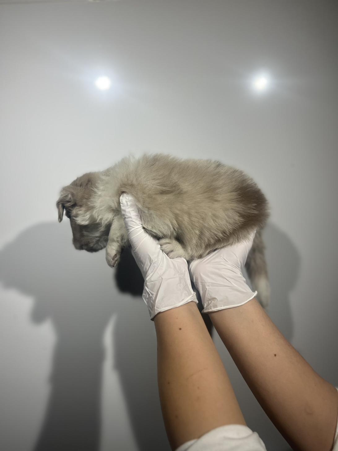 埼玉県のボーダーコリー (ペッツスマイル加須インター店/2025年10月16日生まれ/男の子/チョコレートマール)の子犬の3枚目の画像