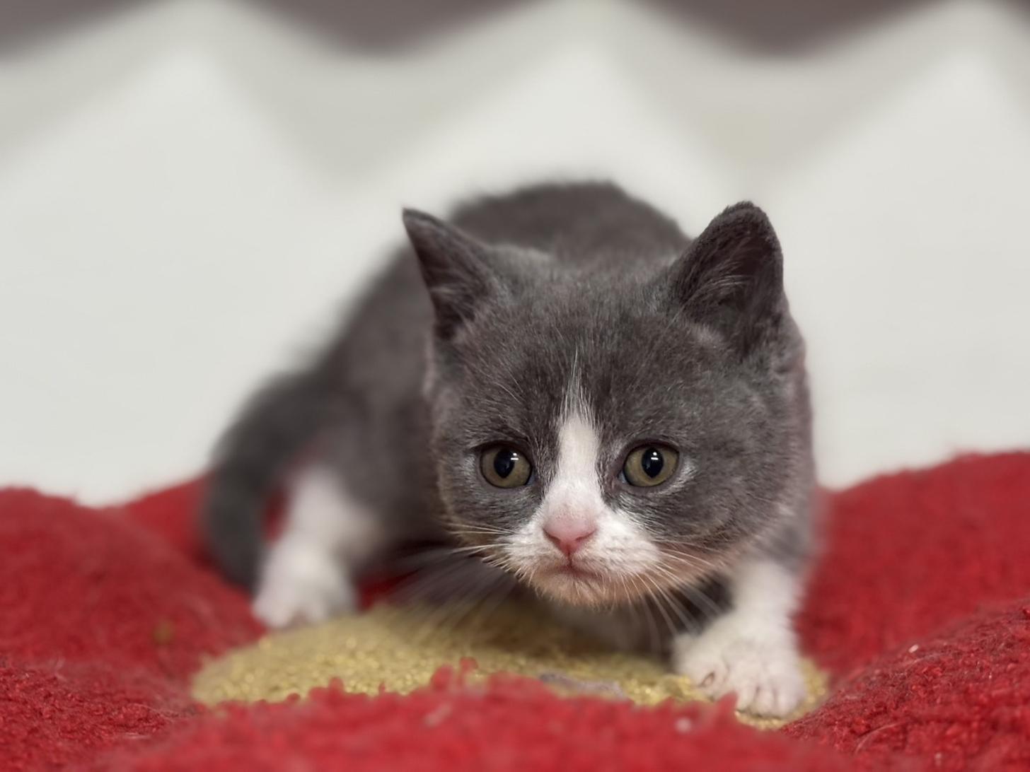 神奈川県のブリティッシュショートヘアー (Doggy Style 小田原店/2025年11月27日生まれ/男の子/ブルーホワイト)の子猫の2枚目の画像