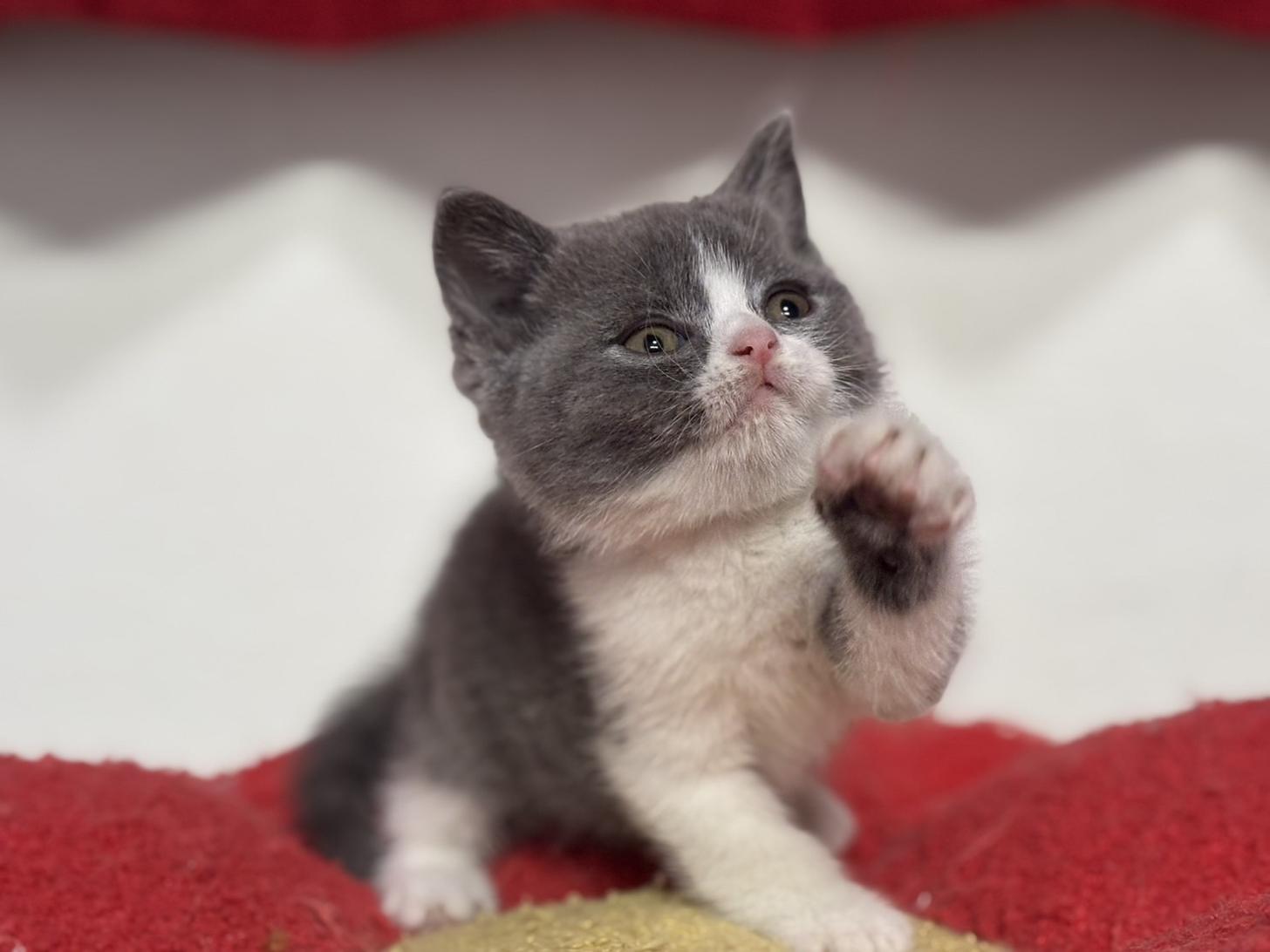 神奈川県のブリティッシュショートヘアー (Doggy Style 小田原店/2025年11月27日生まれ/男の子/ブルーホワイト)の子猫の3枚目の画像