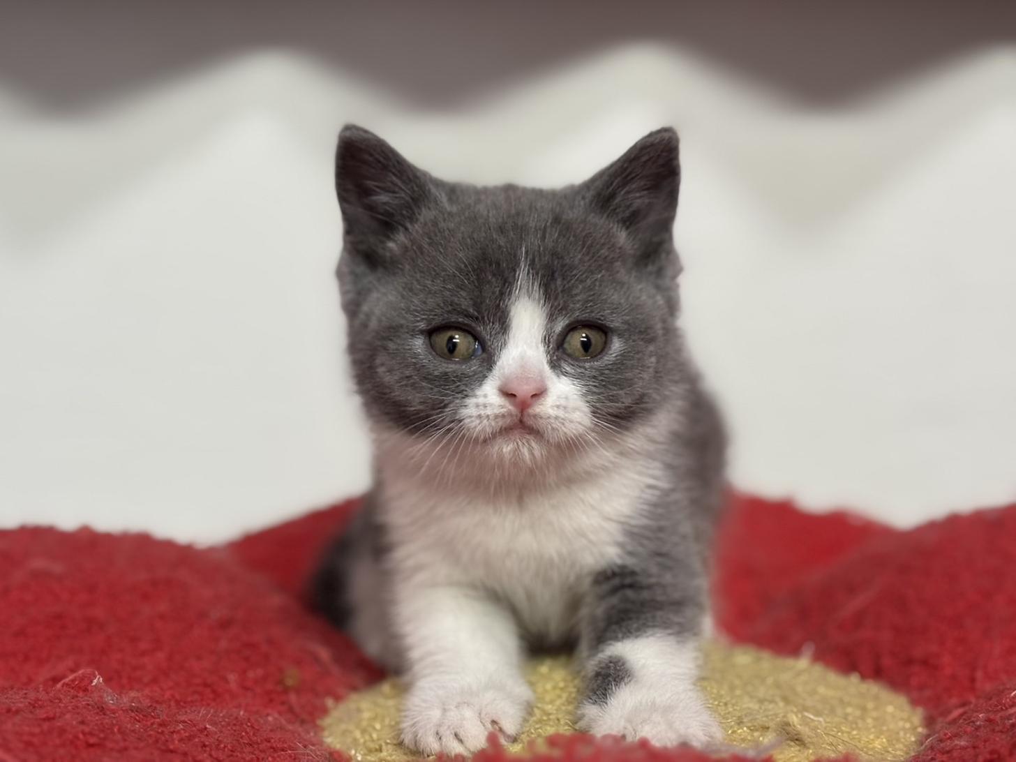 神奈川県のブリティッシュショートヘアー (Doggy Style 小田原店/2025年11月27日生まれ/男の子/ブルーホワイト)の子猫の4枚目の画像