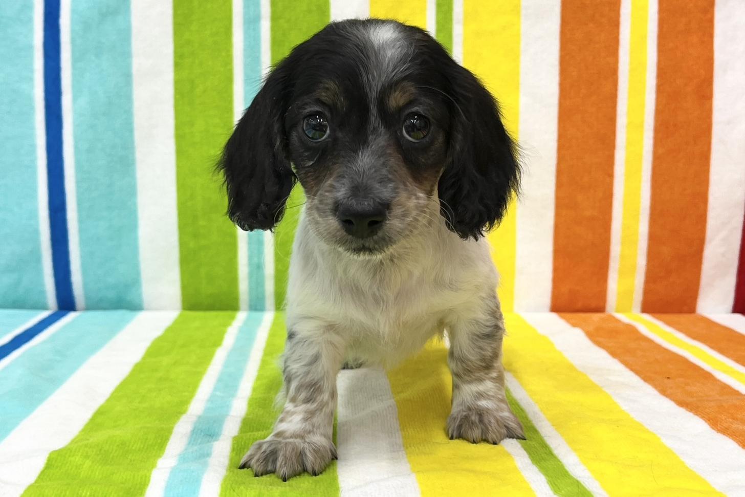 愛知県のミニチュアダックスフンド(ロング) (ハピースペット一宮三条アミーゴ店/2025年11月11日生まれ/男の子/ブラックタンパイボールド)の子犬の1枚目の画像