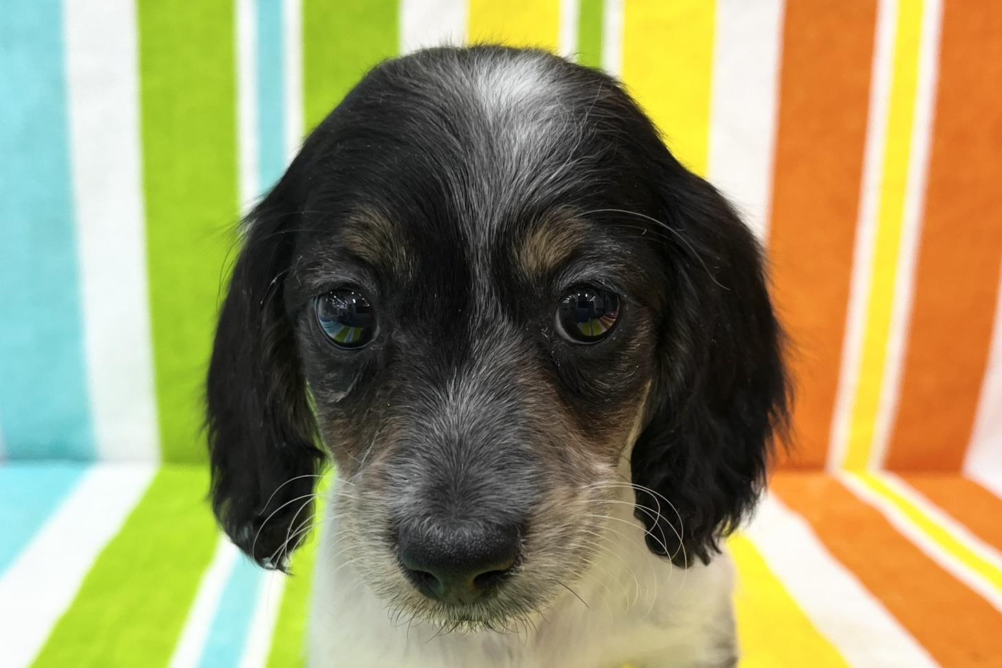 愛知県のミニチュアダックスフンド(ロング) (ハピースペット一宮三条アミーゴ店/2025年11月11日生まれ/男の子/ブラックタンパイボールド)の子犬の2枚目の画像