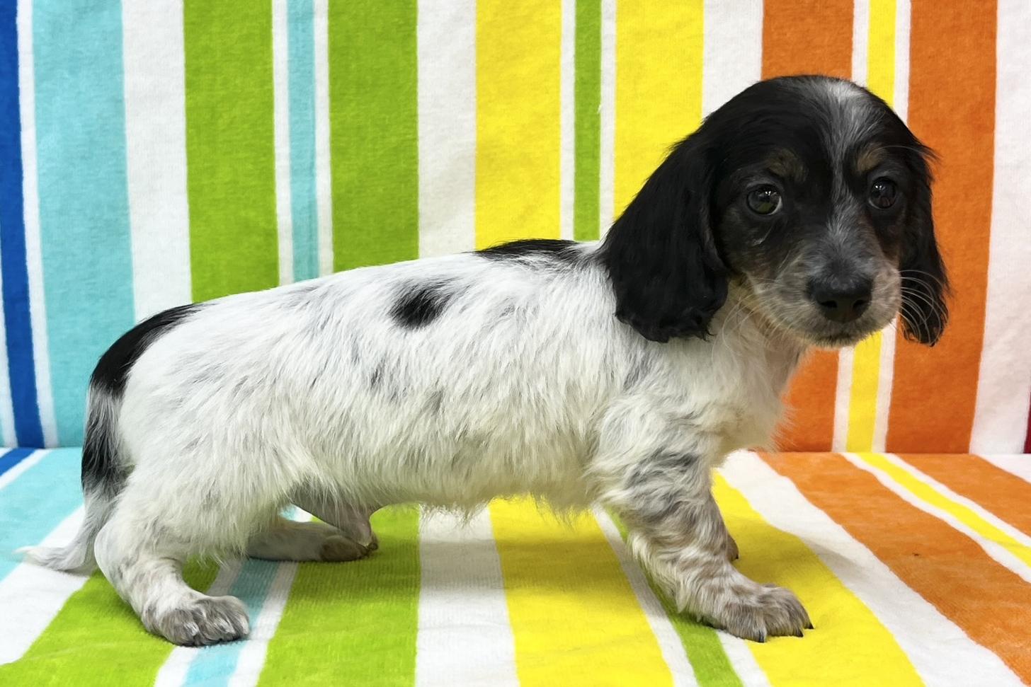 愛知県のミニチュアダックスフンド(ロング) (ハピースペット一宮三条アミーゴ店/2025年11月11日生まれ/男の子/ブラックタンパイボールド)の子犬の3枚目の画像