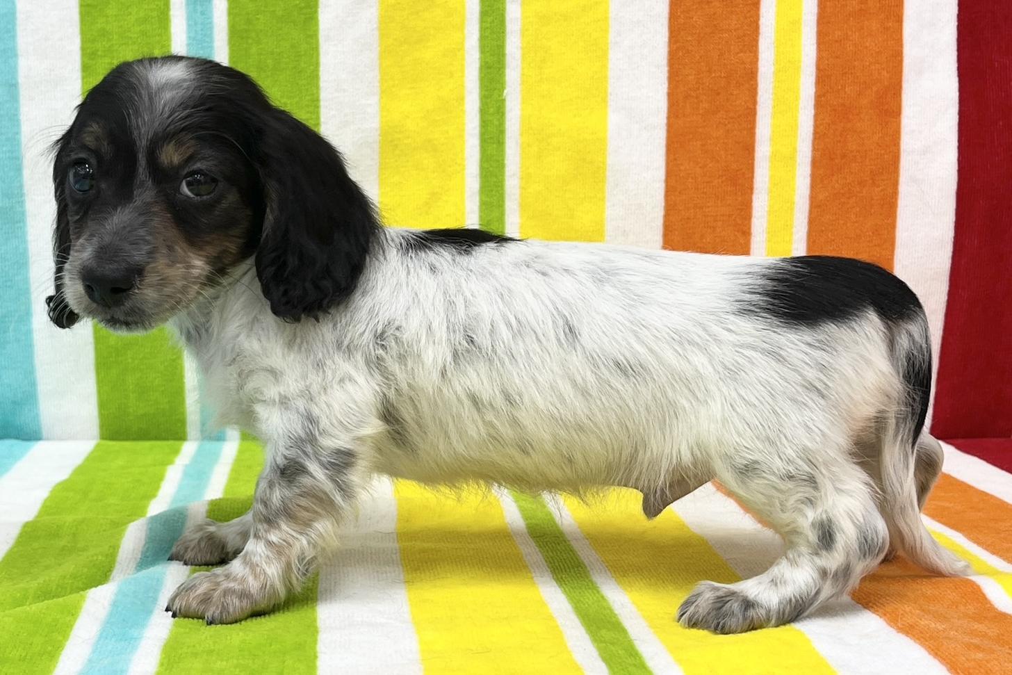 愛知県のミニチュアダックスフンド(ロング) (ハピースペット一宮三条アミーゴ店/2025年11月11日生まれ/男の子/ブラックタンパイボールド)の子犬の4枚目の画像