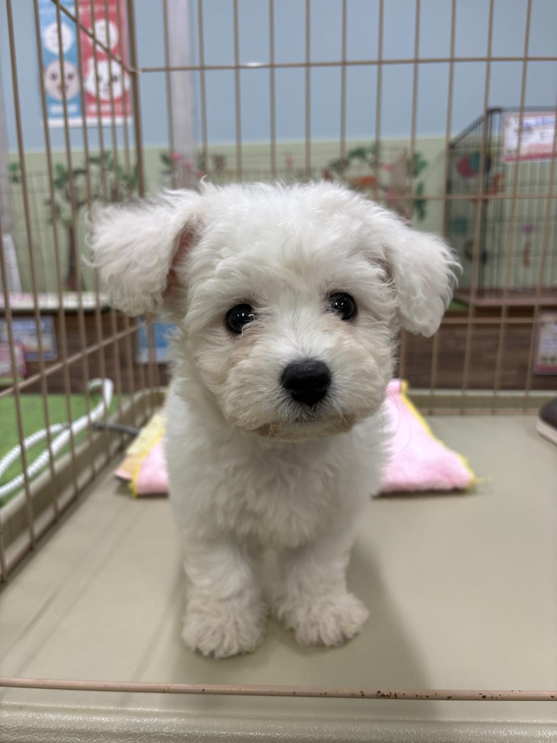 愛知県のビションフリーゼ (子いぬの足あと/2024年9月20日生まれ/女の子/ホワイト)の子犬