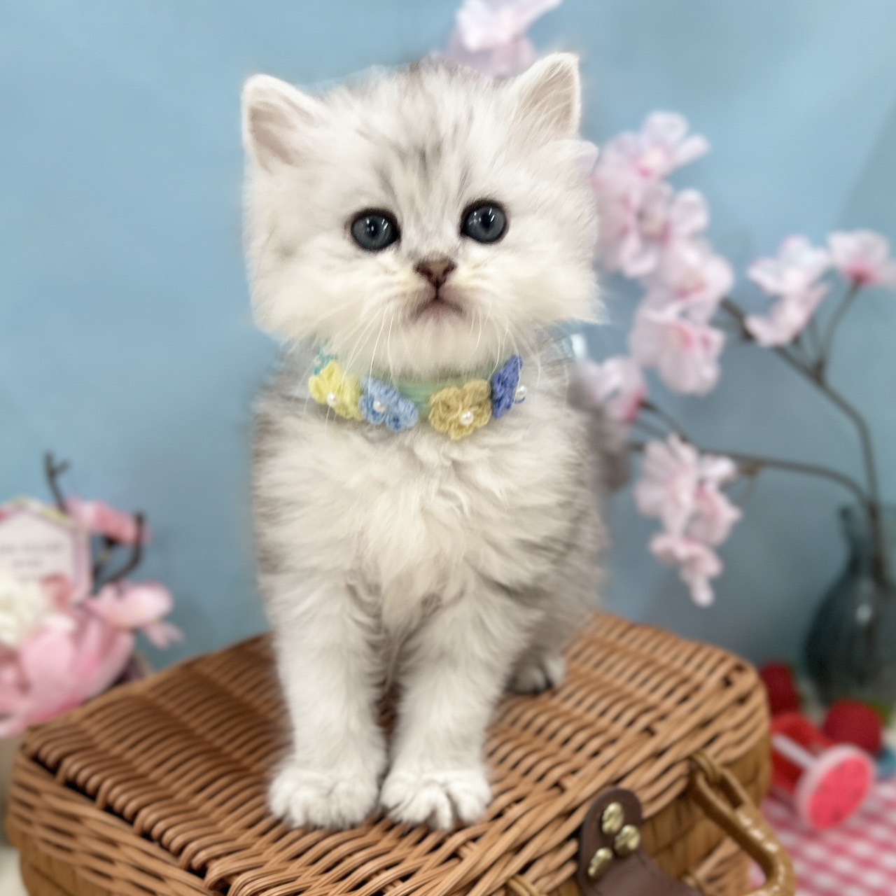 神奈川県のミヌエット (にゃんこハウスPAW/2026年1月29日生まれ/男の子/シルバータビー)の子猫