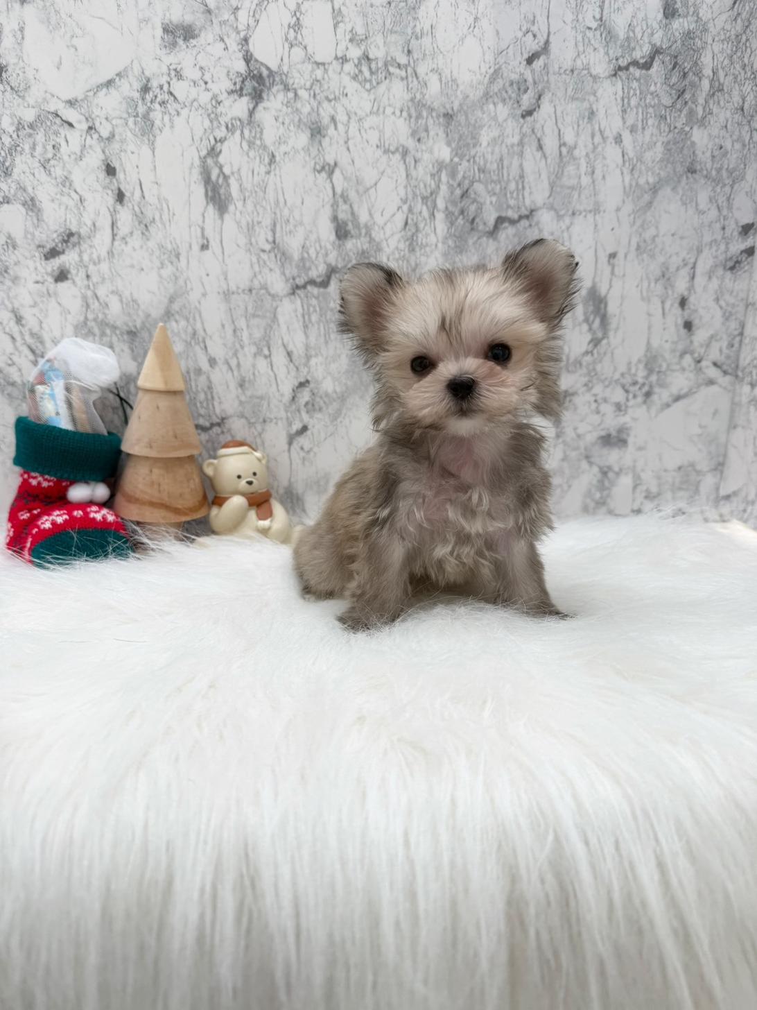 埼玉県のポメキー(ポメラニアン×ヨークシャーテリア) (PETSHOP FATIS/2025年10月19日生まれ/女の子/その他色)の子犬の1枚目の画像