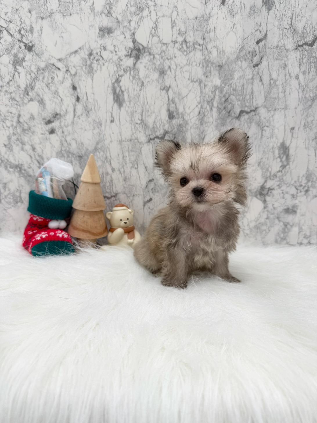 埼玉県のポメキー(ポメラニアン×ヨークシャーテリア) (PETSHOP FATIS/2025年10月19日生まれ/女の子/その他色)の子犬の2枚目の画像