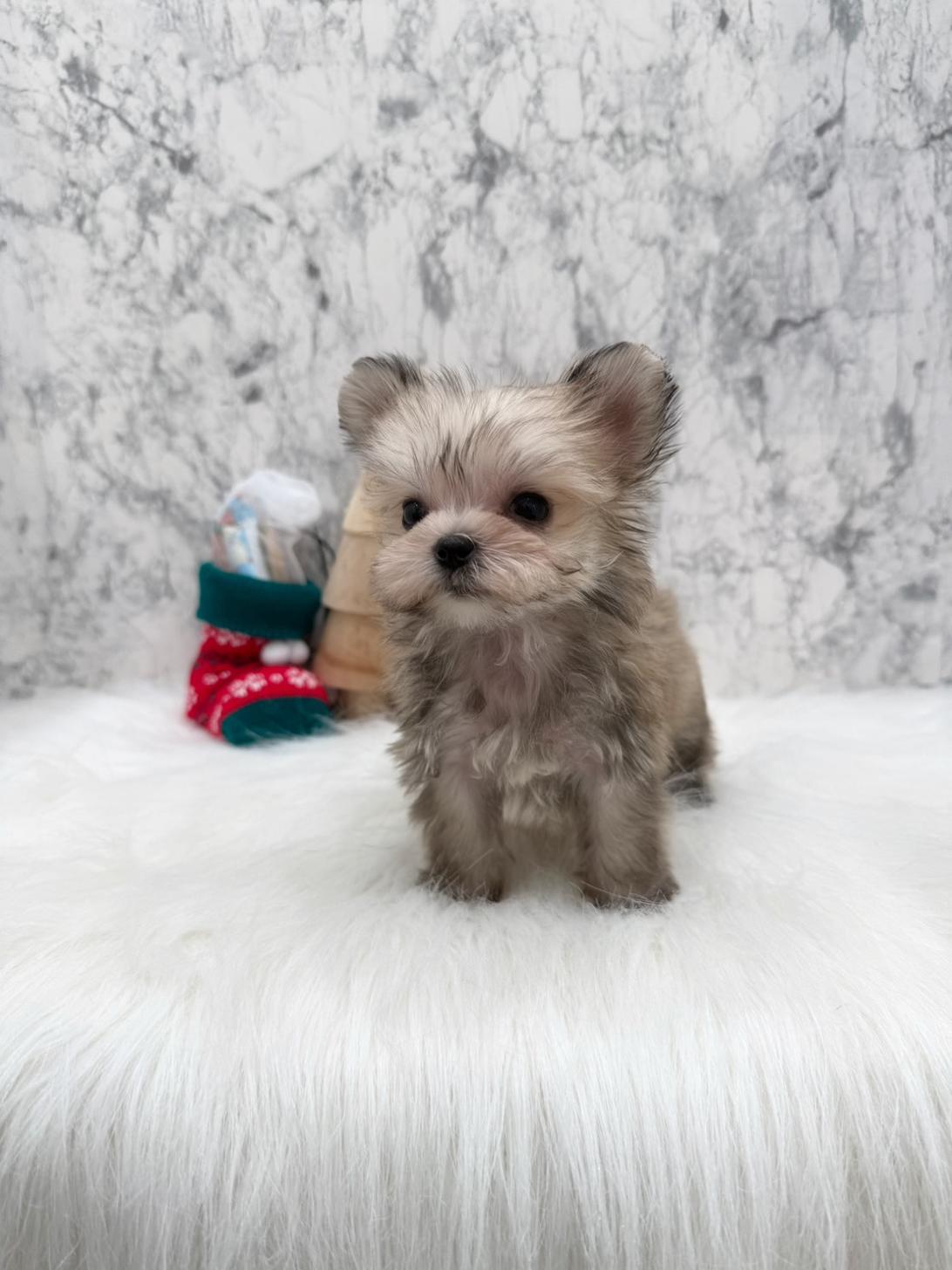 埼玉県のポメキー(ポメラニアン×ヨークシャーテリア) (PETSHOP FATIS/2025年10月19日生まれ/女の子/その他色)の子犬の3枚目の画像