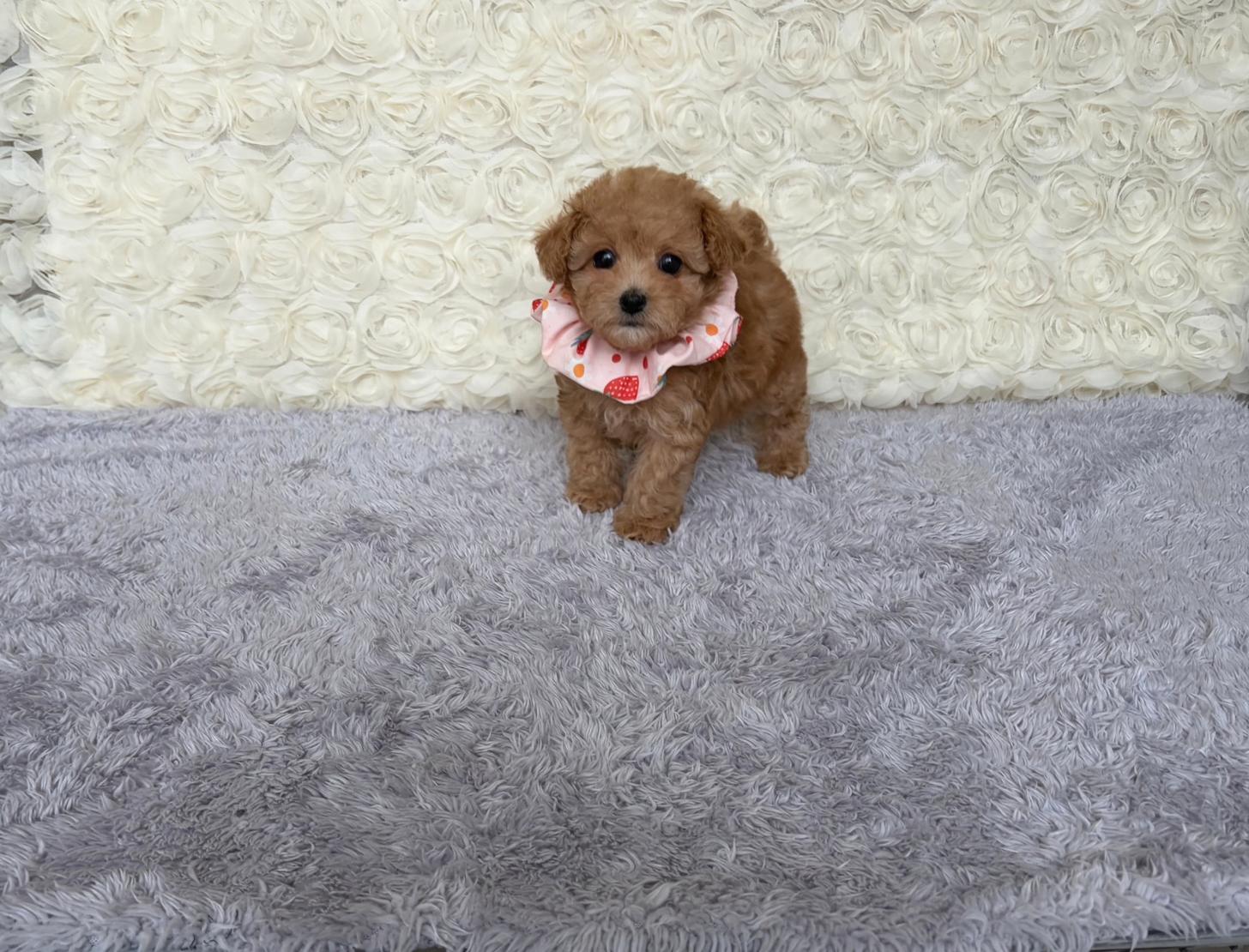福岡県のトイプードル(タイニー) (ぱぴぷぺっと福岡店/2026年2月19日生まれ/女の子/アプリコット)の子犬の1枚目の画像