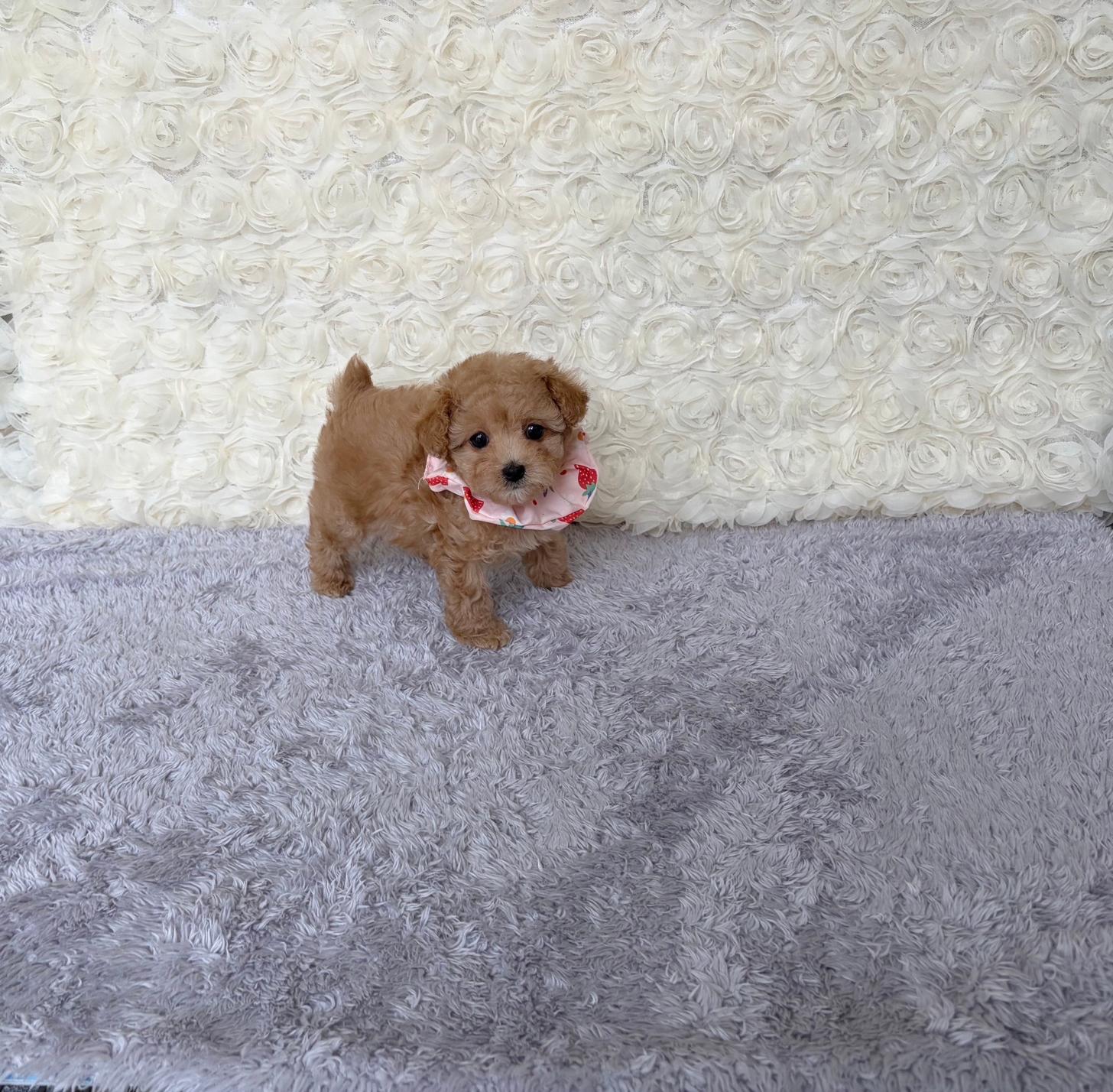 福岡県のトイプードル(タイニー) (ぱぴぷぺっと福岡店/2026年2月19日生まれ/女の子/アプリコット)の子犬の2枚目の画像