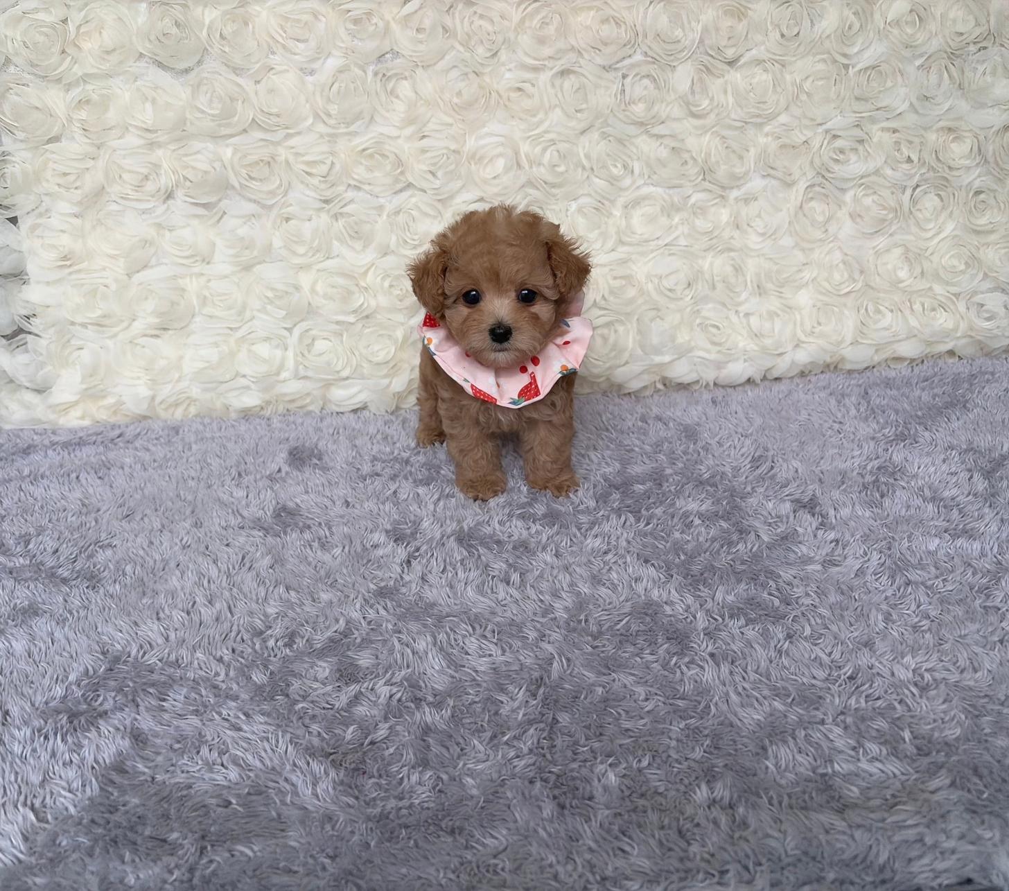 福岡県のトイプードル(タイニー) (ぱぴぷぺっと福岡店/2026年2月19日生まれ/女の子/アプリコット)の子犬の3枚目の画像