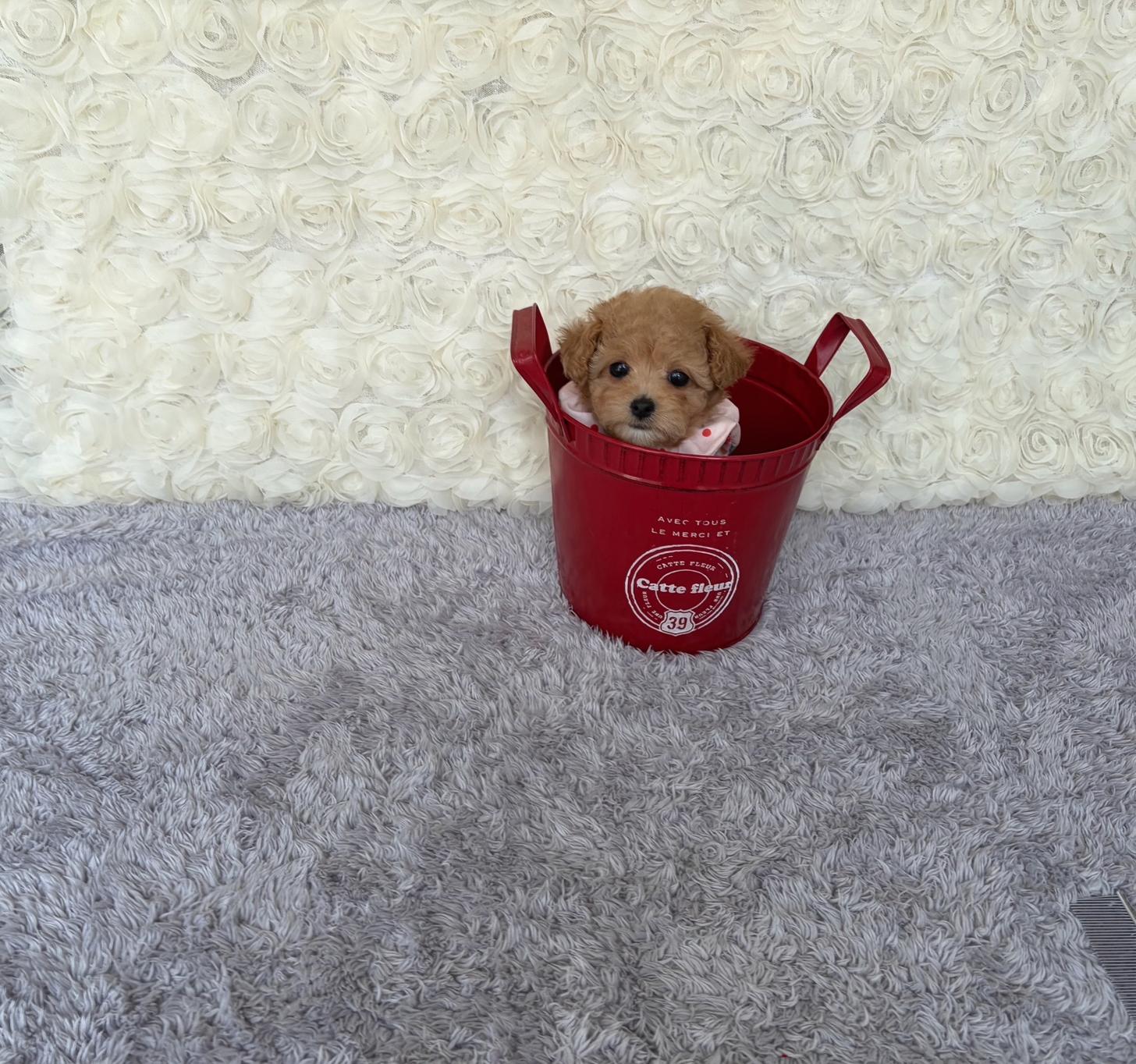 福岡県のトイプードル(タイニー) (ぱぴぷぺっと福岡店/2026年2月19日生まれ/女の子/アプリコット)の子犬の4枚目の画像