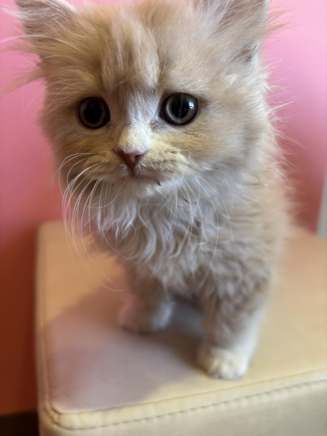 埼玉県のスコティッシュフォールド (ペッツスマイル南中野店/2025年11月15日生まれ/男の子/クリームホワイト)の子猫の1枚目の画像