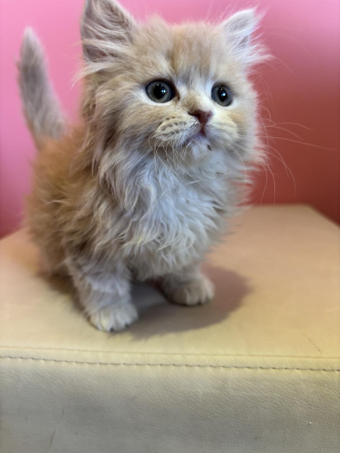 埼玉県のスコティッシュフォールド (ペッツスマイル南中野店/2025年11月15日生まれ/男の子/クリームホワイト)の子猫の2枚目の画像