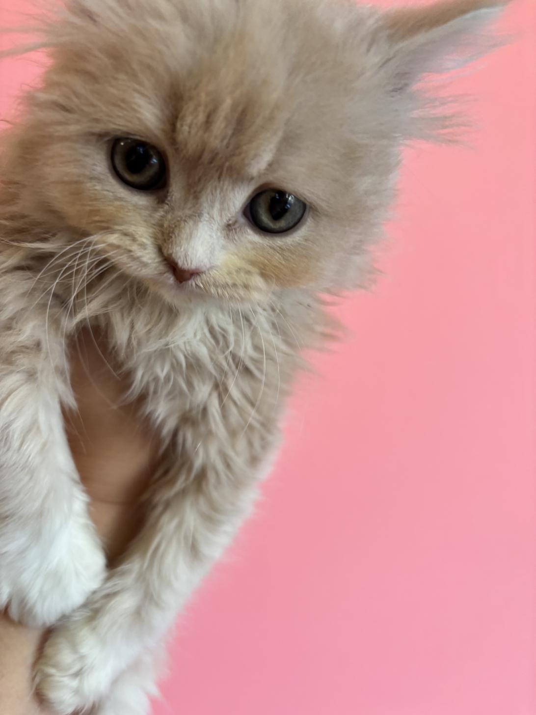 埼玉県のスコティッシュフォールド (ペッツスマイル南中野店/2025年11月15日生まれ/男の子/クリームホワイト)の子猫の3枚目の画像