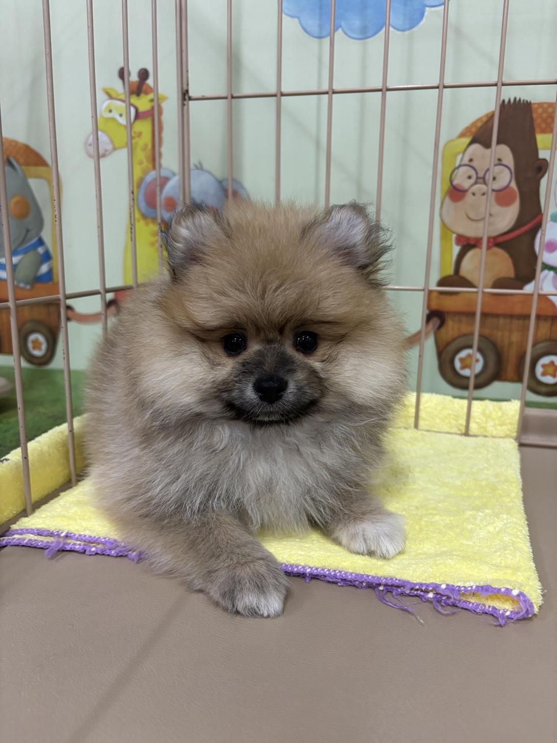 愛知県のポメラニアン (子いぬの足あと/2025年4月4日生まれ/男の子/オレンジセーブル)の子犬