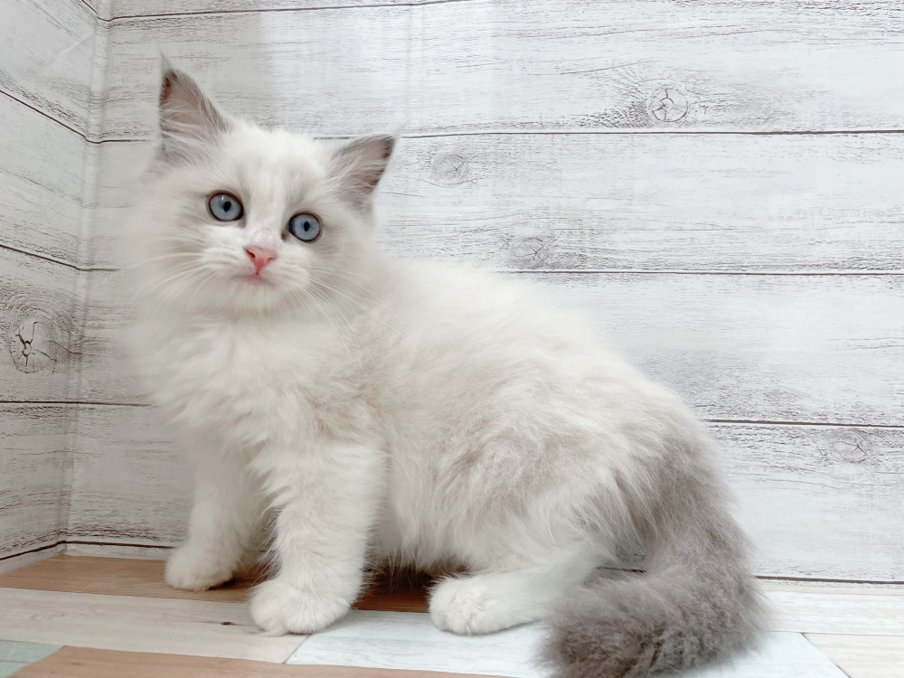 新潟県のラグドール (竹内ペット 新津本店/2025年9月30日生まれ/女の子/ブルーポイントバイカラー)の子猫の1枚目の画像