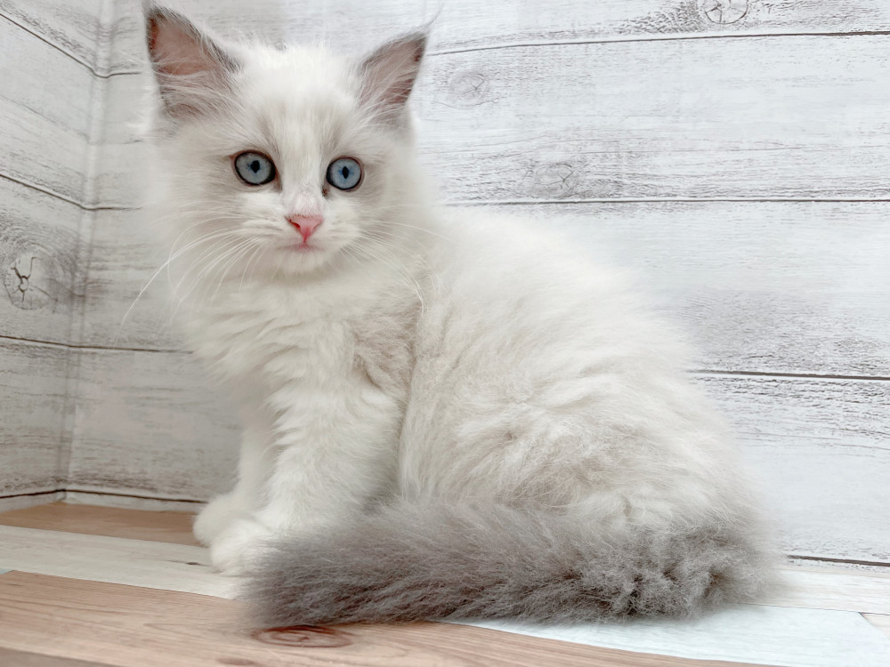 新潟県のラグドール (竹内ペット 新津本店/2025年9月30日生まれ/女の子/ブルーポイントバイカラー)の子猫の2枚目の画像