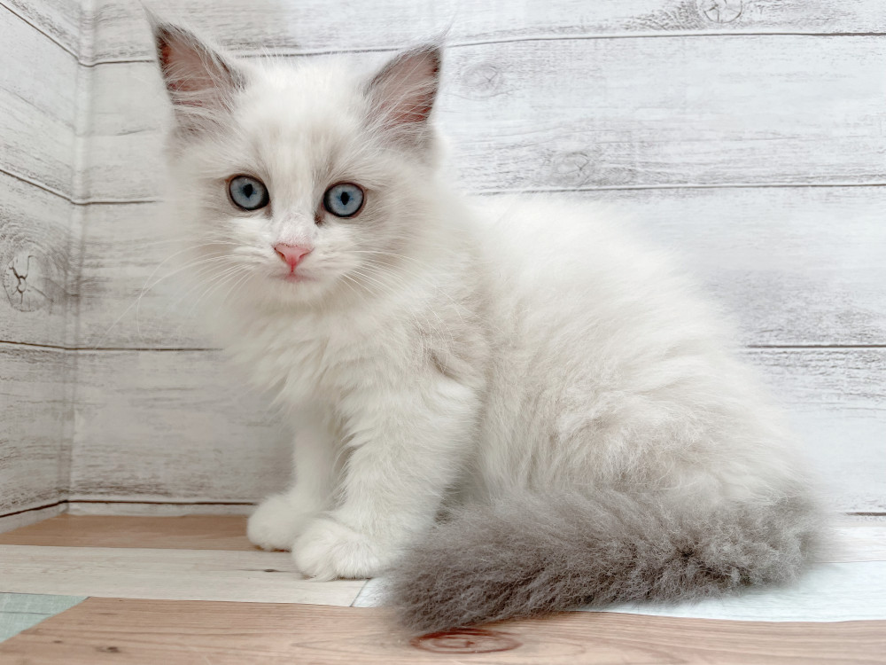 新潟県のラグドール (竹内ペット 新津本店/2025年9月30日生まれ/女の子/ブルーポイントバイカラー)の子猫の3枚目の画像