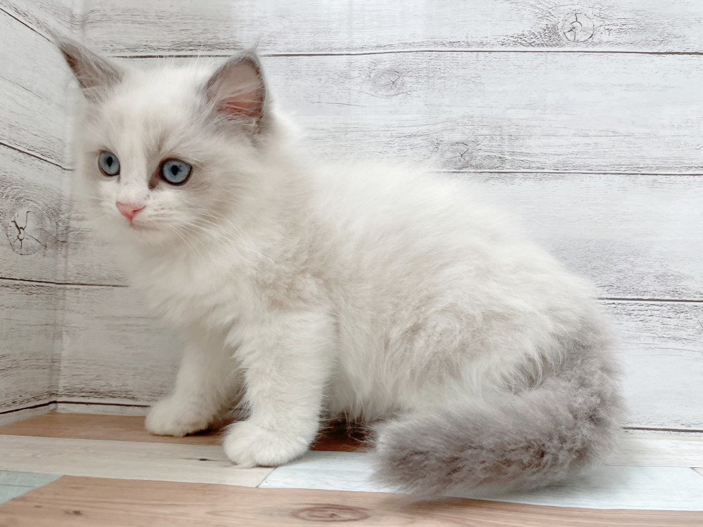 新潟県のラグドール (竹内ペット 新津本店/2025年9月30日生まれ/女の子/ブルーポイントバイカラー)の子猫の4枚目の画像