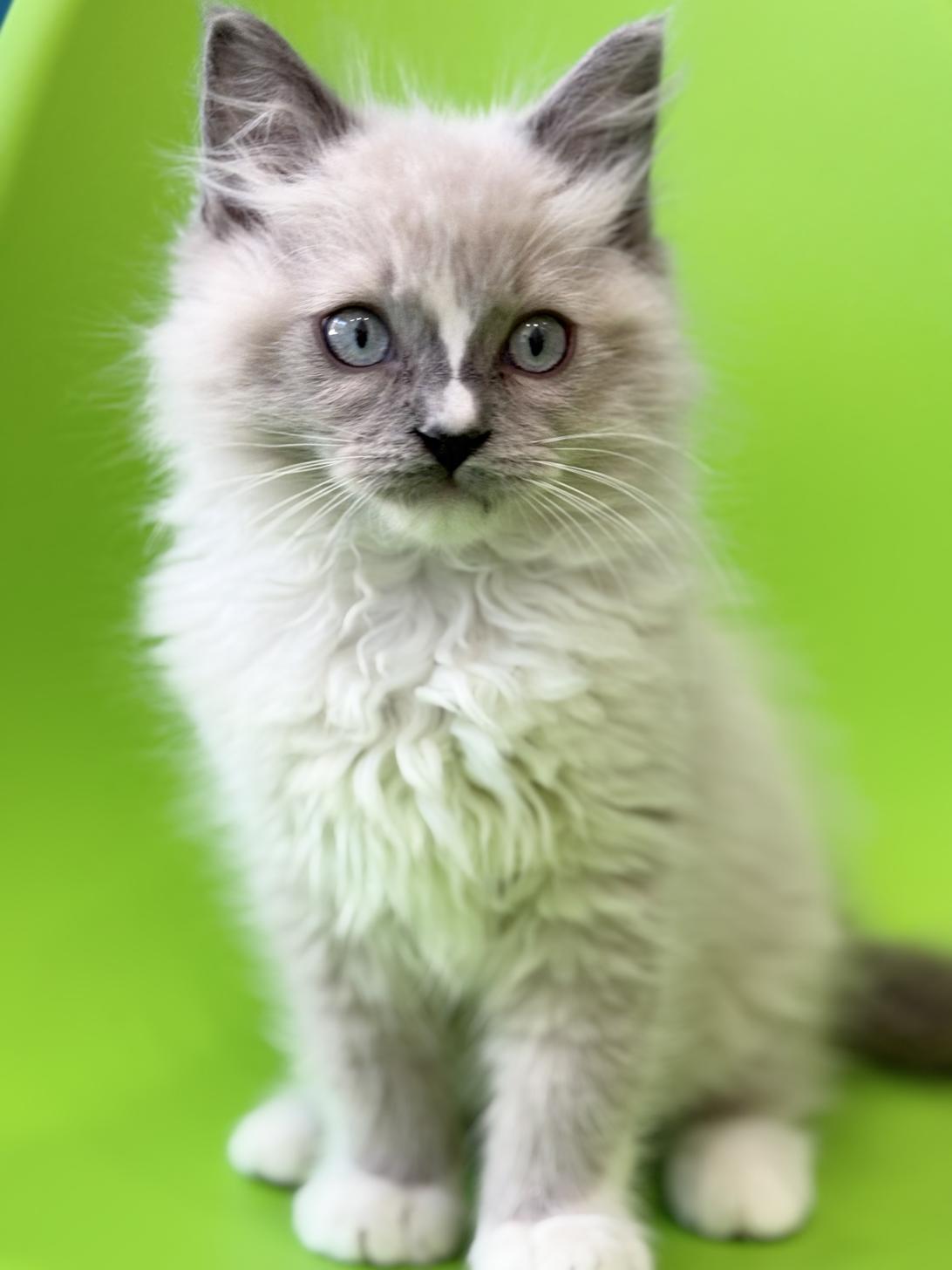 埼玉県のラグドール (ペッツスマイル加須インター店/2025年9月20日生まれ/男の子/ブルーポイントミテッド)の子猫の1枚目の画像