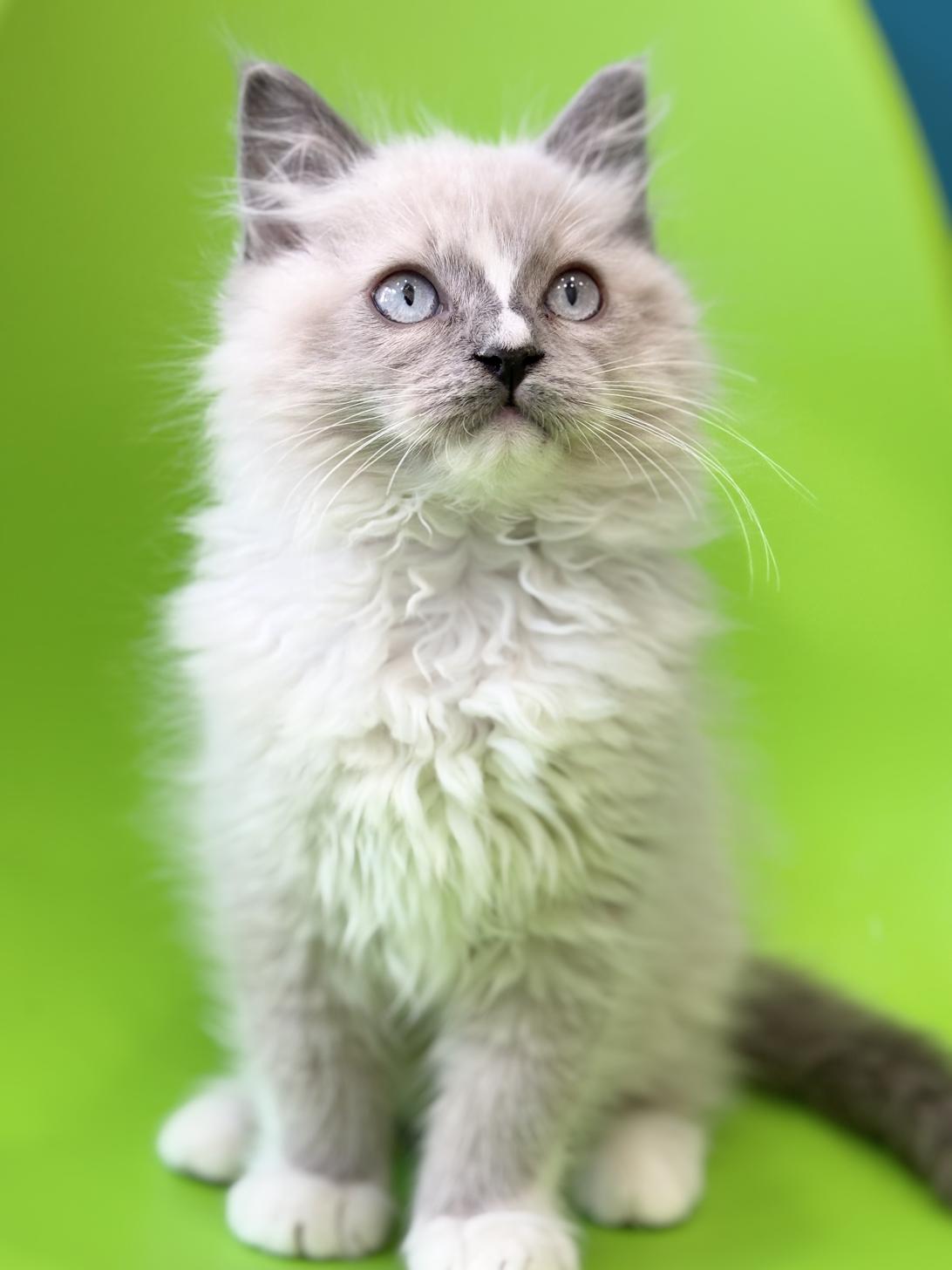 埼玉県のラグドール (ペッツスマイル加須インター店/2025年9月20日生まれ/男の子/ブルーポイントミテッド)の子猫の2枚目の画像