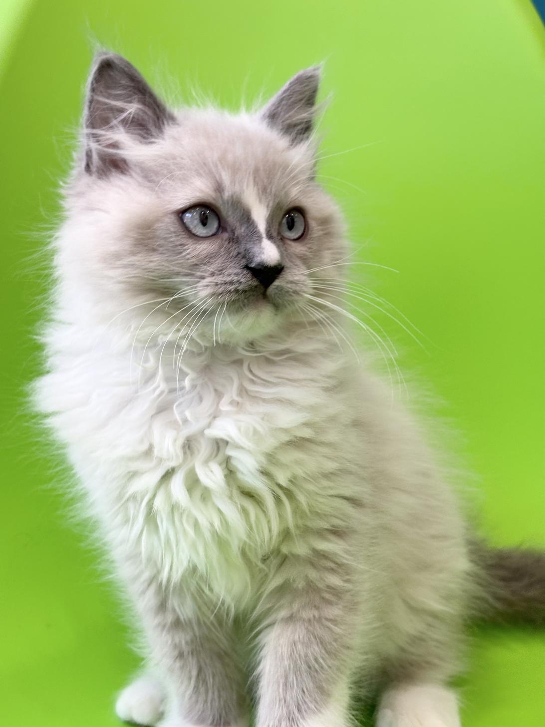 埼玉県のラグドール (ペッツスマイル加須インター店/2025年9月20日生まれ/男の子/ブルーポイントミテッド)の子猫の3枚目の画像