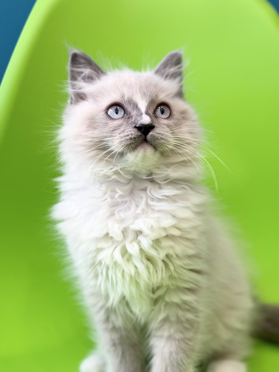 埼玉県のラグドール (ペッツスマイル加須インター店/2025年9月20日生まれ/男の子/ブルーポイントミテッド)の子猫の4枚目の画像