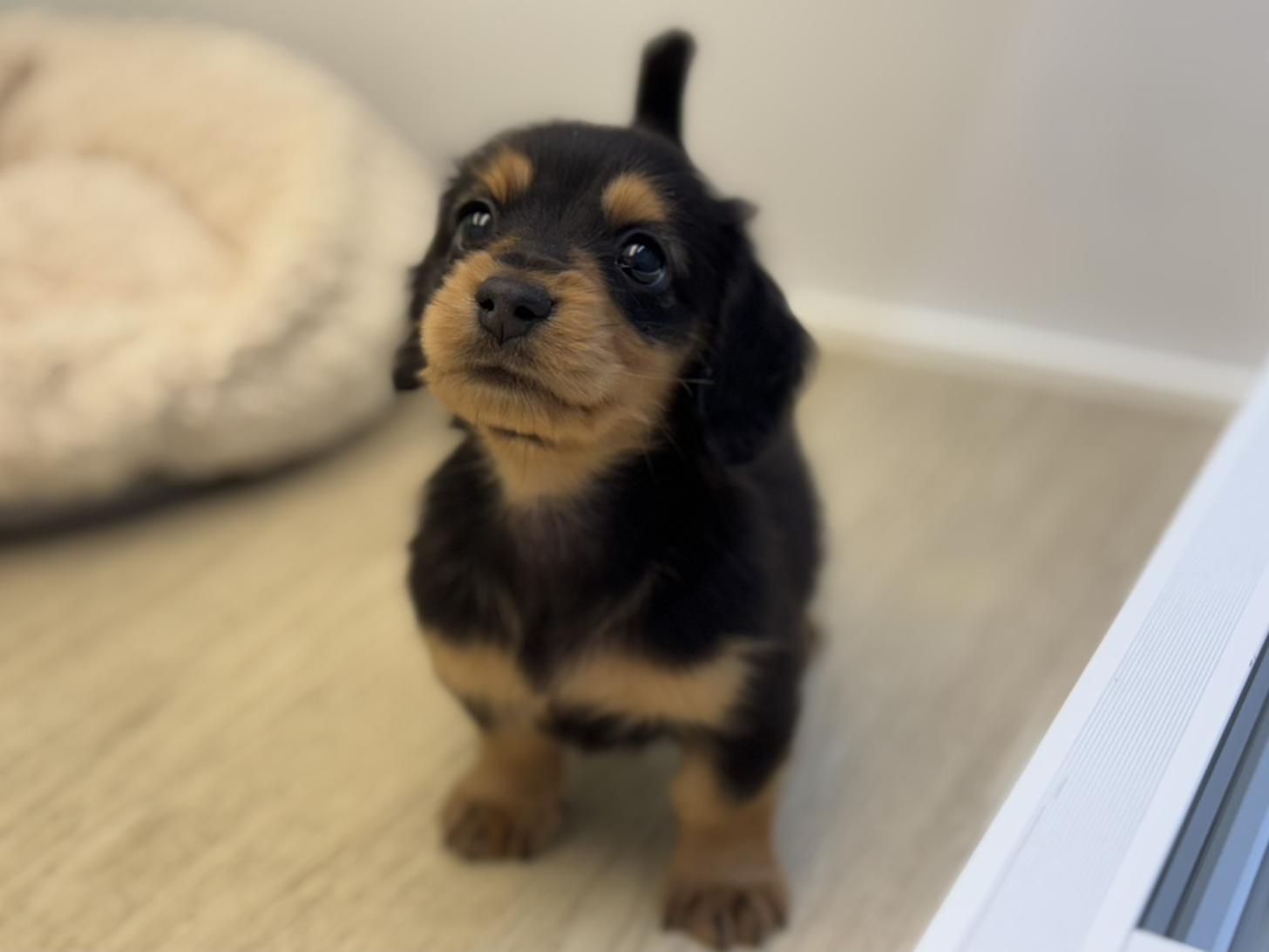 神奈川県のミニチュアダックスフンド(ロング) (Doggy Style 小田原店/2025年8月29日生まれ/男の子/ブラックタン)の子犬の1枚目の画像