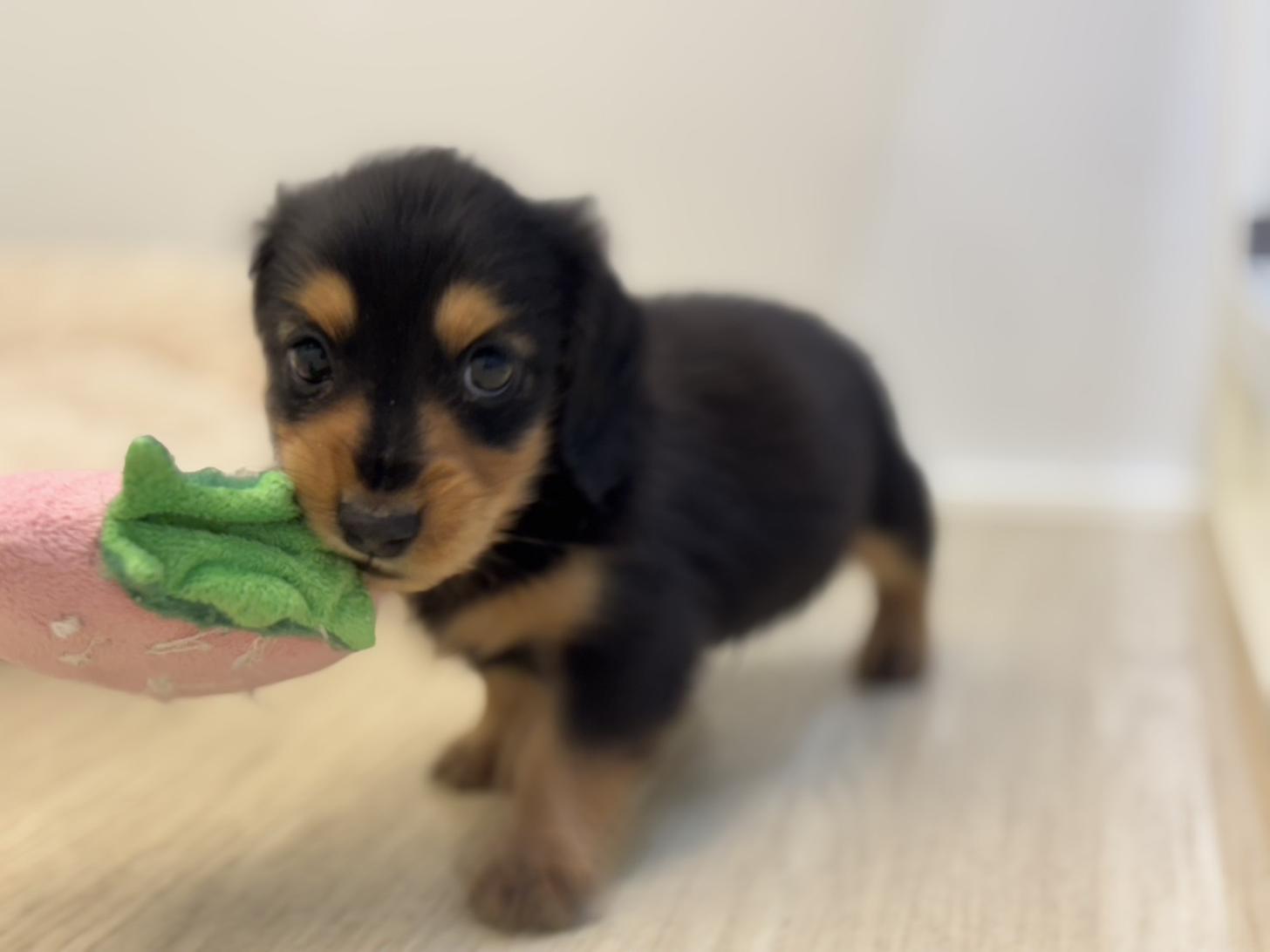 神奈川県のミニチュアダックスフンド(ロング) (Doggy Style 小田原店/2025年8月29日生まれ/男の子/ブラックタン)の子犬の2枚目の画像