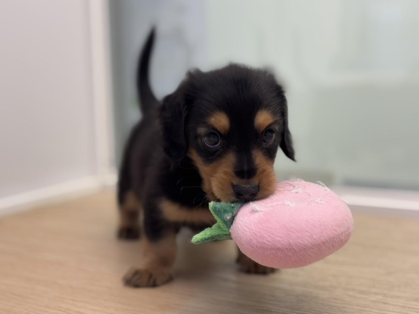 神奈川県のミニチュアダックスフンド(ロング) (Doggy Style 小田原店/2025年8月29日生まれ/男の子/ブラックタン)の子犬の3枚目の画像