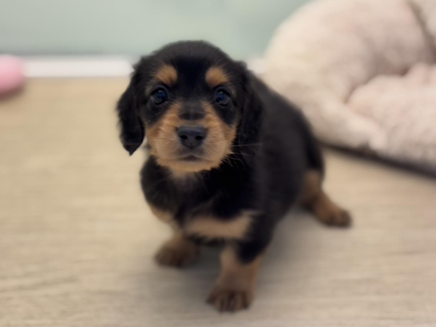 神奈川県のミニチュアダックスフンド(ロング) (Doggy Style 小田原店/2025年8月29日生まれ/男の子/ブラックタン)の子犬の4枚目の画像