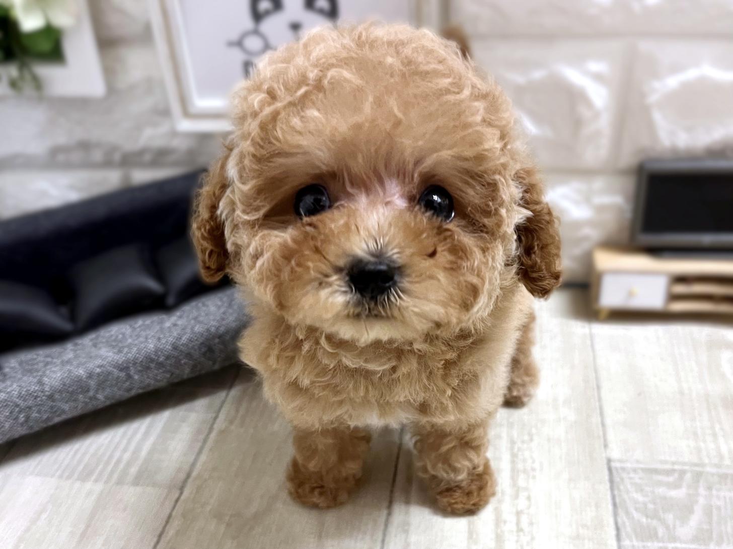 大阪府のトイプードル(トイ) (DOGMAN平野瓜破店/2026年1月11日生まれ/男の子/オレンジフォーン)の子犬の1枚目の画像