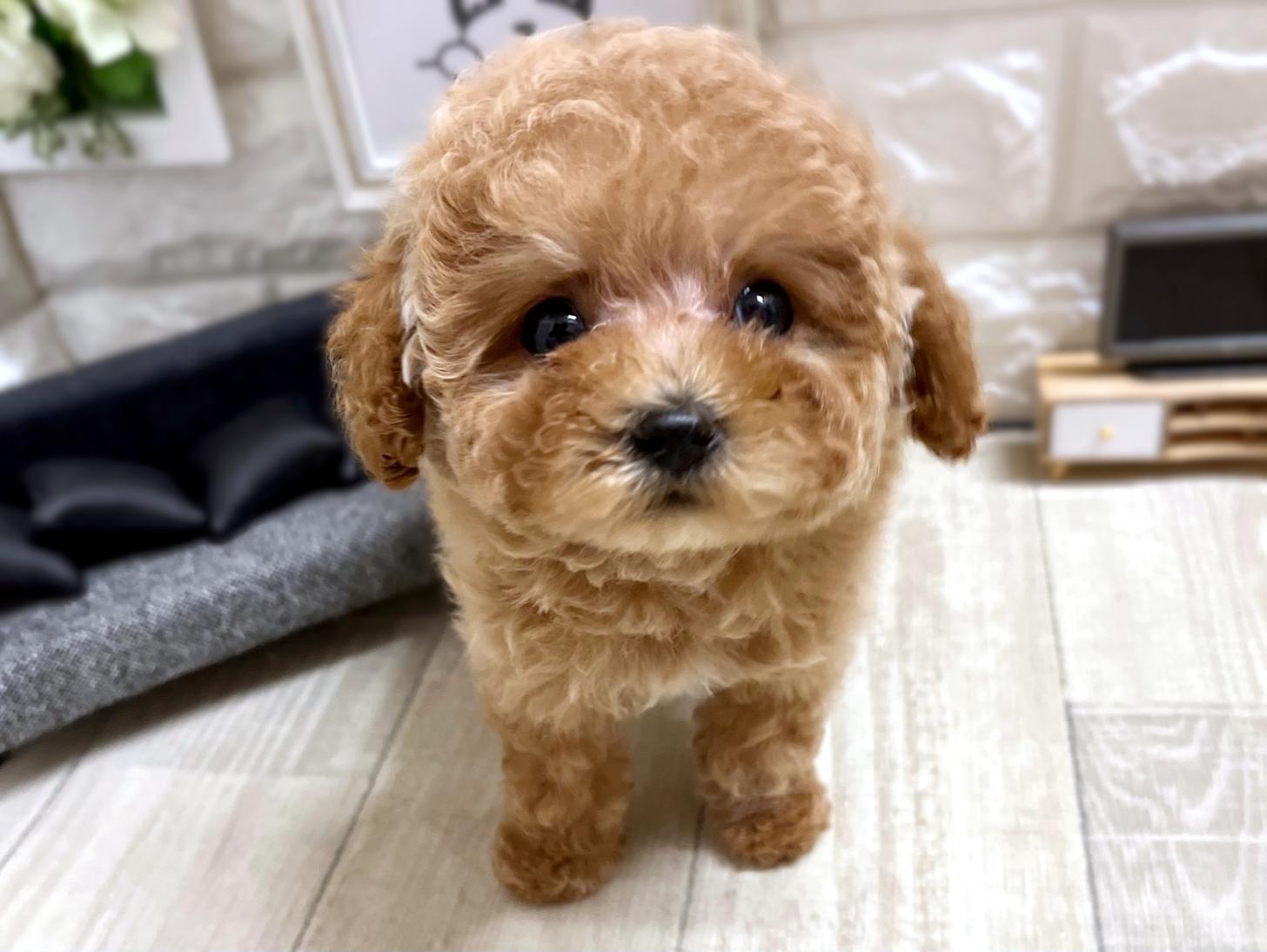 大阪府のトイプードル(トイ) (DOGMAN平野瓜破店/2026年1月11日生まれ/男の子/オレンジフォーン)の子犬の2枚目の画像