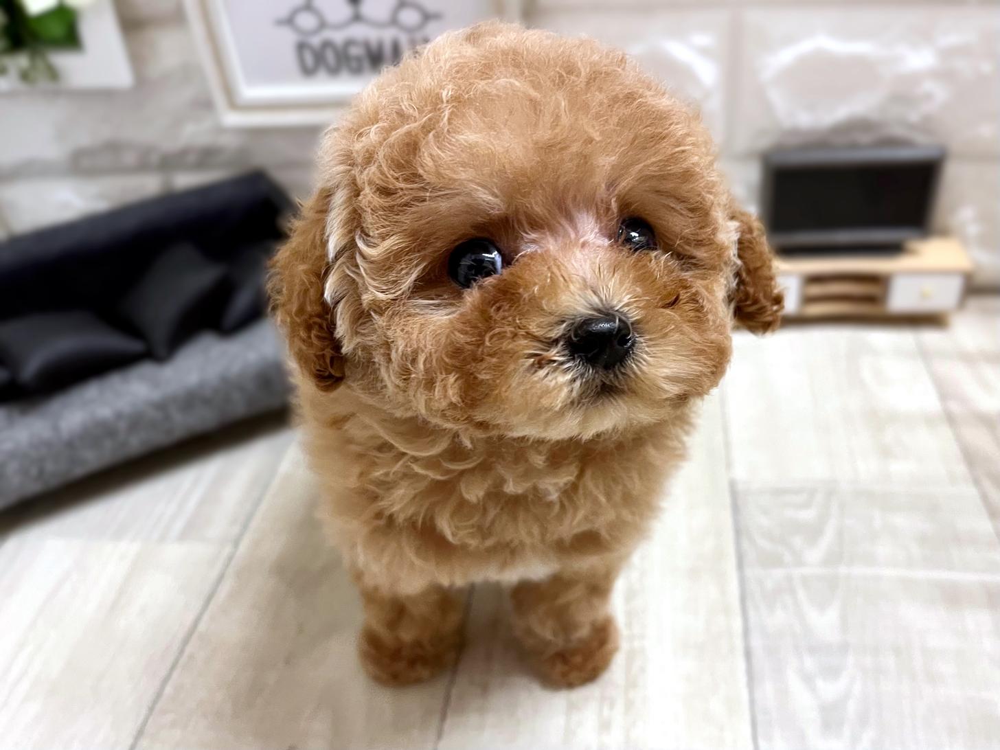 大阪府のトイプードル(トイ) (DOGMAN平野瓜破店/2026年1月11日生まれ/男の子/オレンジフォーン)の子犬の3枚目の画像