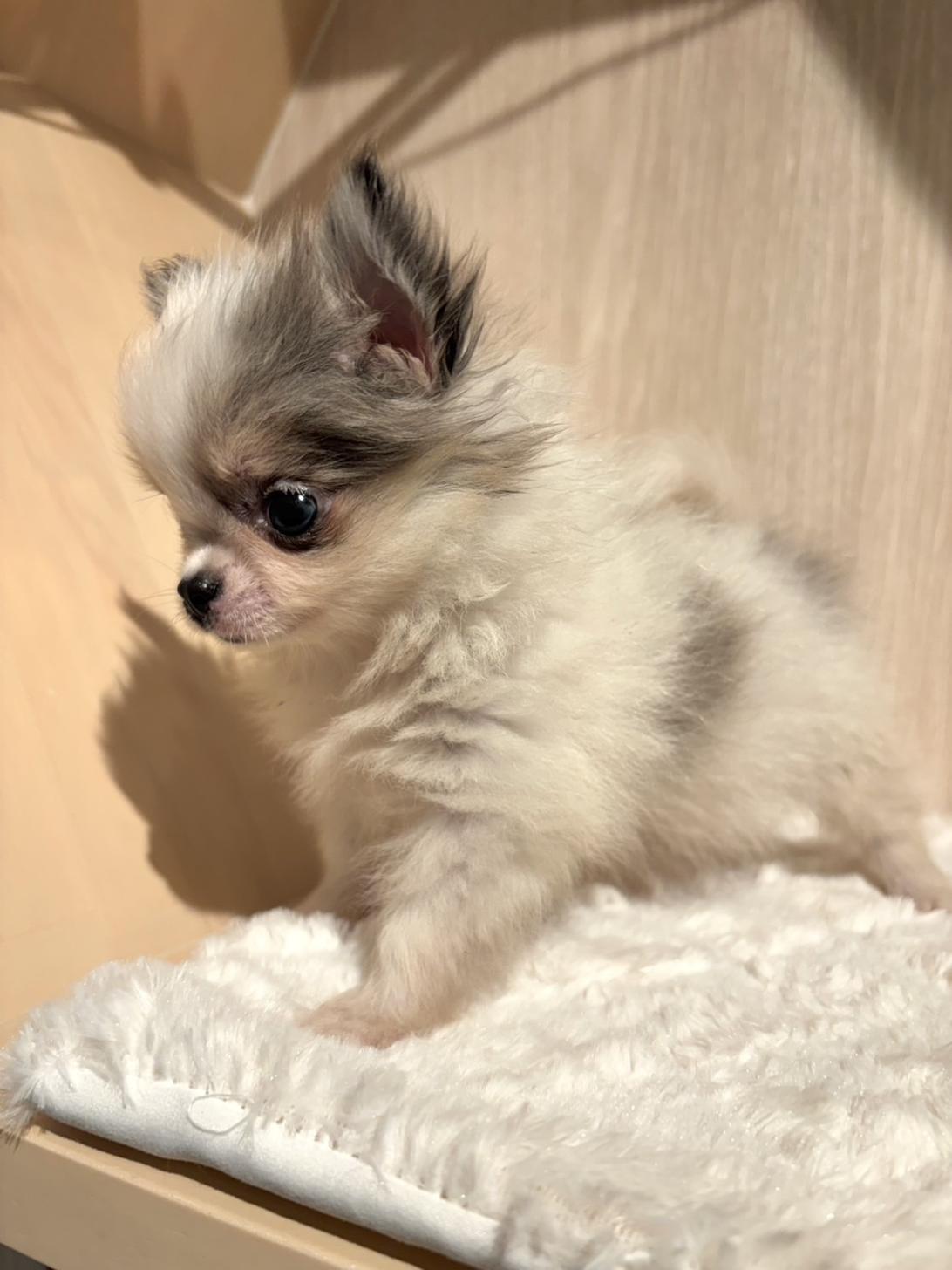 埼玉県のポメチワ/チワポメ/ポメチー(ポメラニアン×チワワ) (PET SHOP Tiny tales/2026年6月19日生まれ/男の子/ホワイトブルーマール)の子犬の2枚目の画像