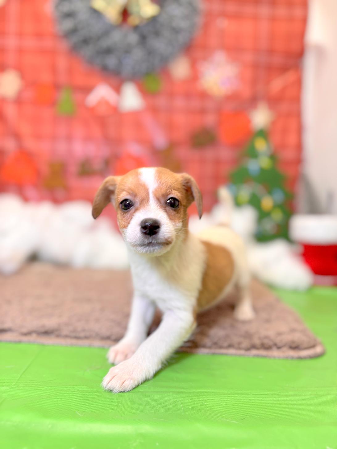 北海道のジャックラッセルテリア (ラブワンコ平岸店/2025年10月4日生まれ/女の子/ホワイトタン)の子犬