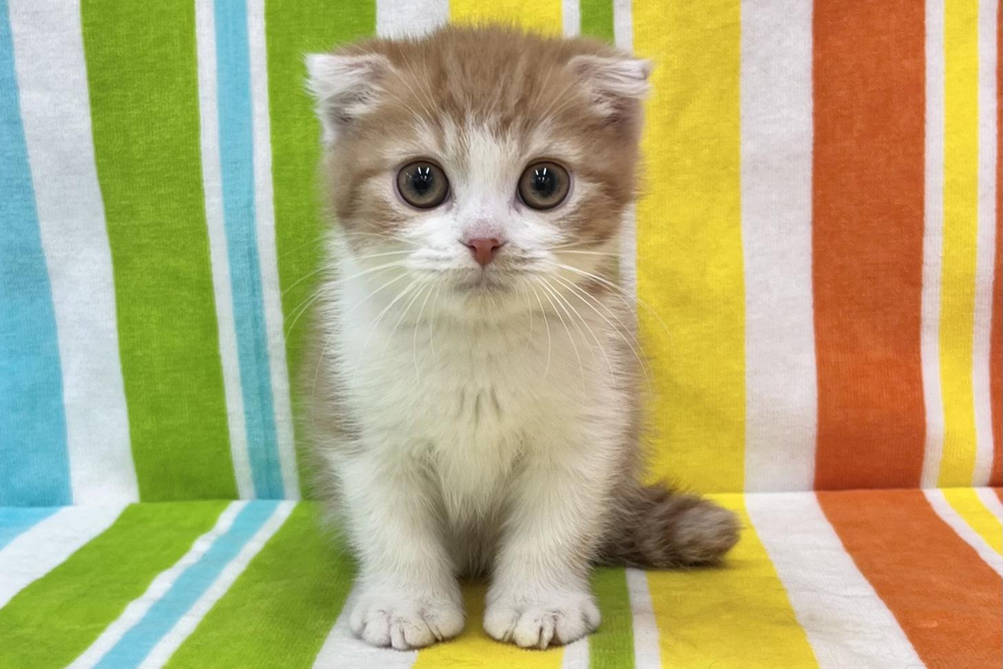 愛知県のスコティッシュフォールド (ハピースペット一宮三条アミーゴ店/2025年10月13日生まれ/男の子/レッドタビーホワイト)の子猫の1枚目の画像