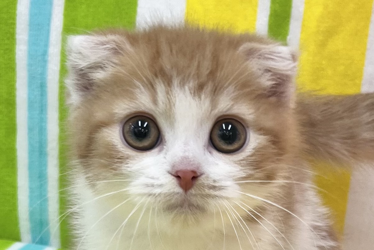 愛知県のスコティッシュフォールド (ハピースペット一宮三条アミーゴ店/2025年10月13日生まれ/男の子/レッドタビーホワイト)の子猫の2枚目の画像