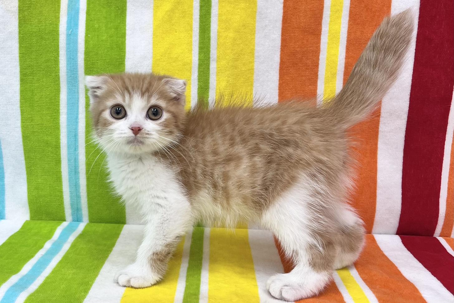 愛知県のスコティッシュフォールド (ハピースペット一宮三条アミーゴ店/2025年10月13日生まれ/男の子/レッドタビーホワイト)の子猫の3枚目の画像