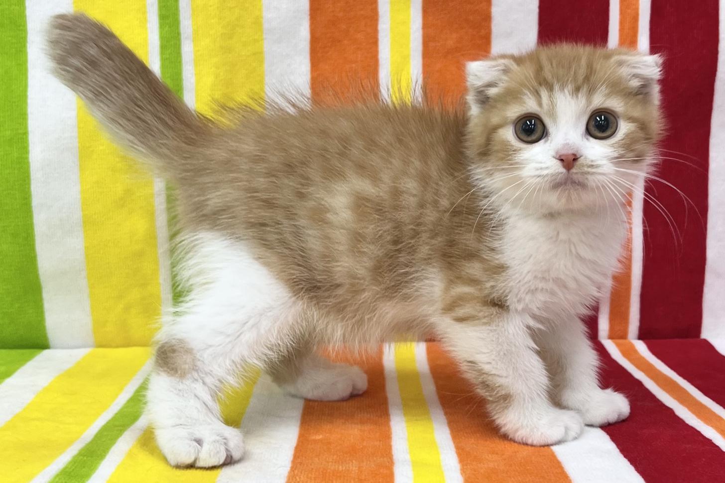 愛知県のスコティッシュフォールド (ハピースペット一宮三条アミーゴ店/2025年10月13日生まれ/男の子/レッドタビーホワイト)の子猫の4枚目の画像