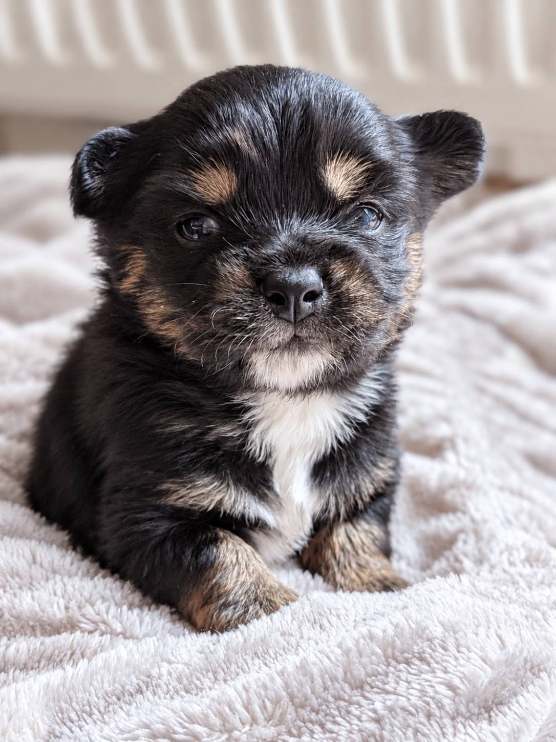 北海道のハーフ犬・ミックス犬 (PETSHOP&SALON PU-PU-PU-/2026年8月25日生まれ/男の子/黒)の子犬