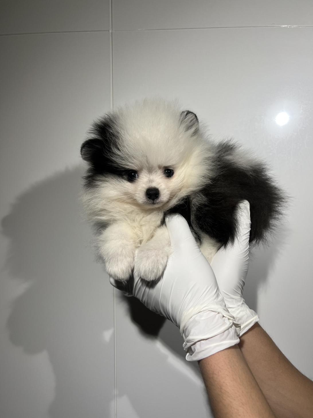 埼玉県のポメラニアン (ペッツスマイル南中野店/2026年1月22日生まれ/男の子/ホワイトブラック)の子犬の1枚目の画像