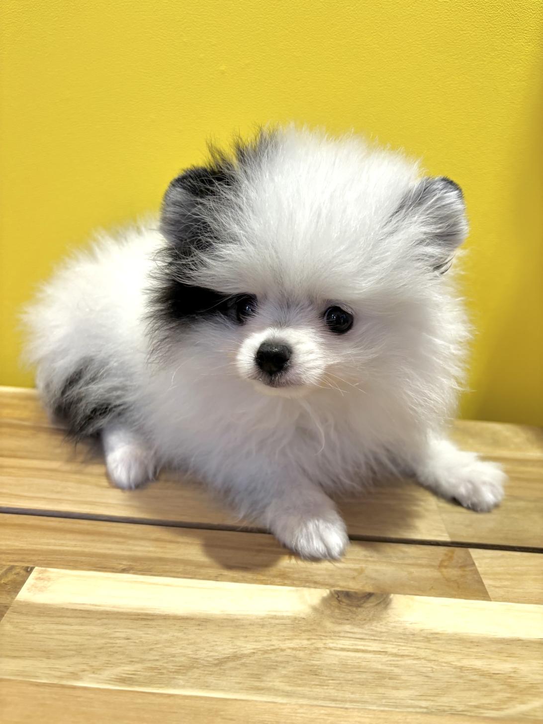 埼玉県のポメラニアン (ペッツスマイル南中野店/2026年1月22日生まれ/男の子/ホワイトブラック)の子犬の1枚目の画像