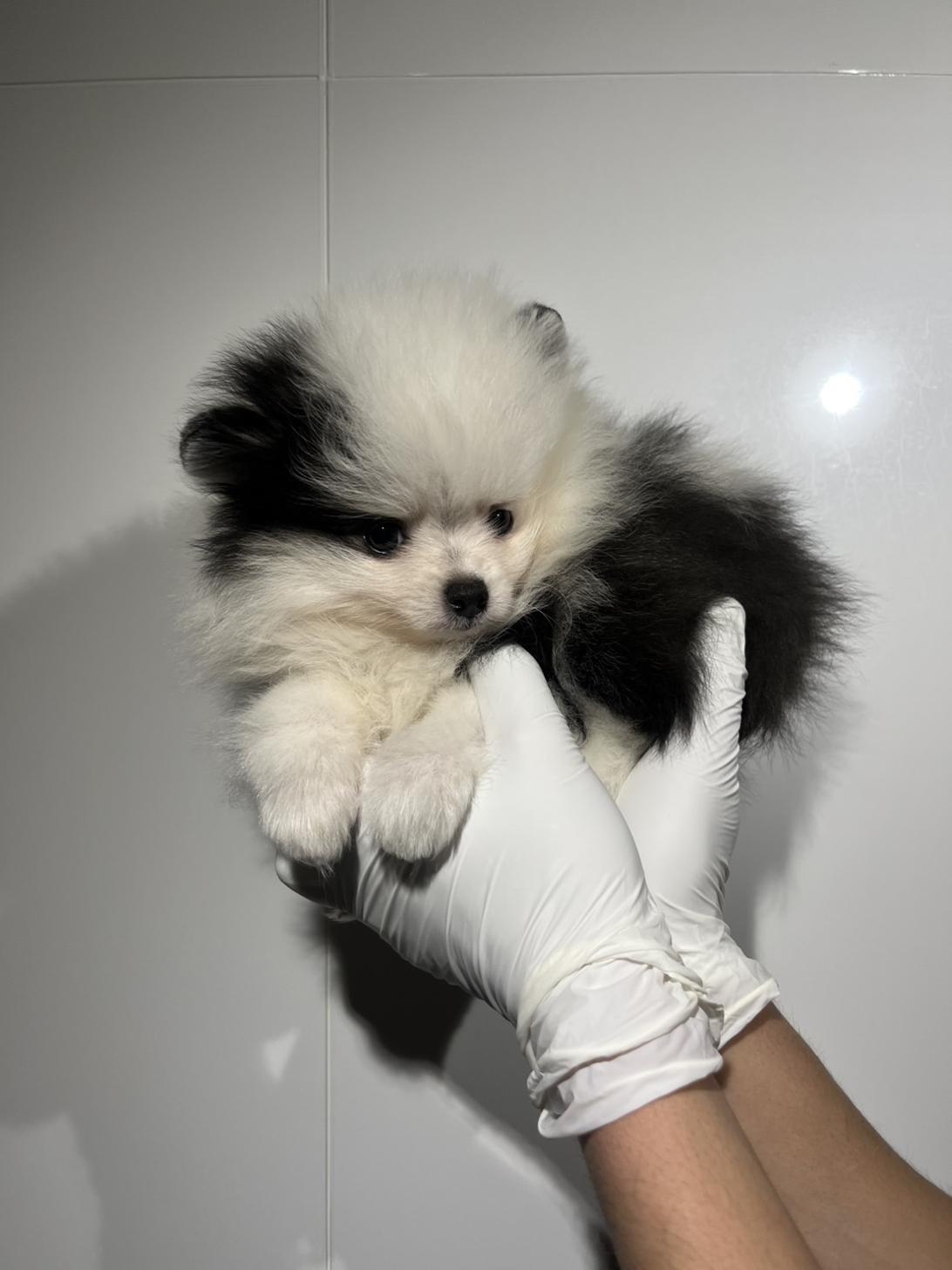 埼玉県のポメラニアン (ペッツスマイル南中野店/2026年1月22日生まれ/男の子/ホワイトブラック)の子犬の2枚目の画像