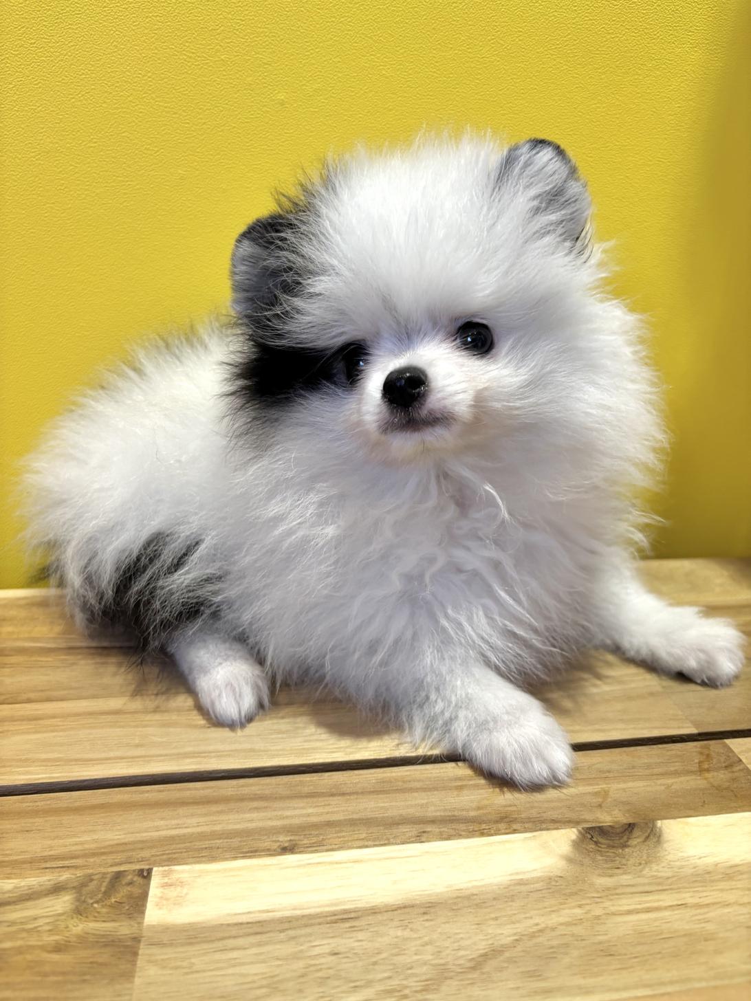 埼玉県のポメラニアン (ペッツスマイル南中野店/2026年1月22日生まれ/男の子/ホワイトブラック)の子犬の2枚目の画像