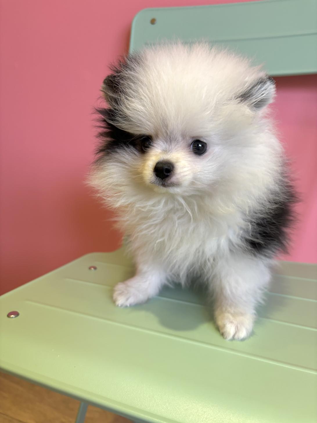 埼玉県のポメラニアン (ペッツスマイル南中野店/2026年1月22日生まれ/男の子/ホワイトブラック)の子犬の3枚目の画像
