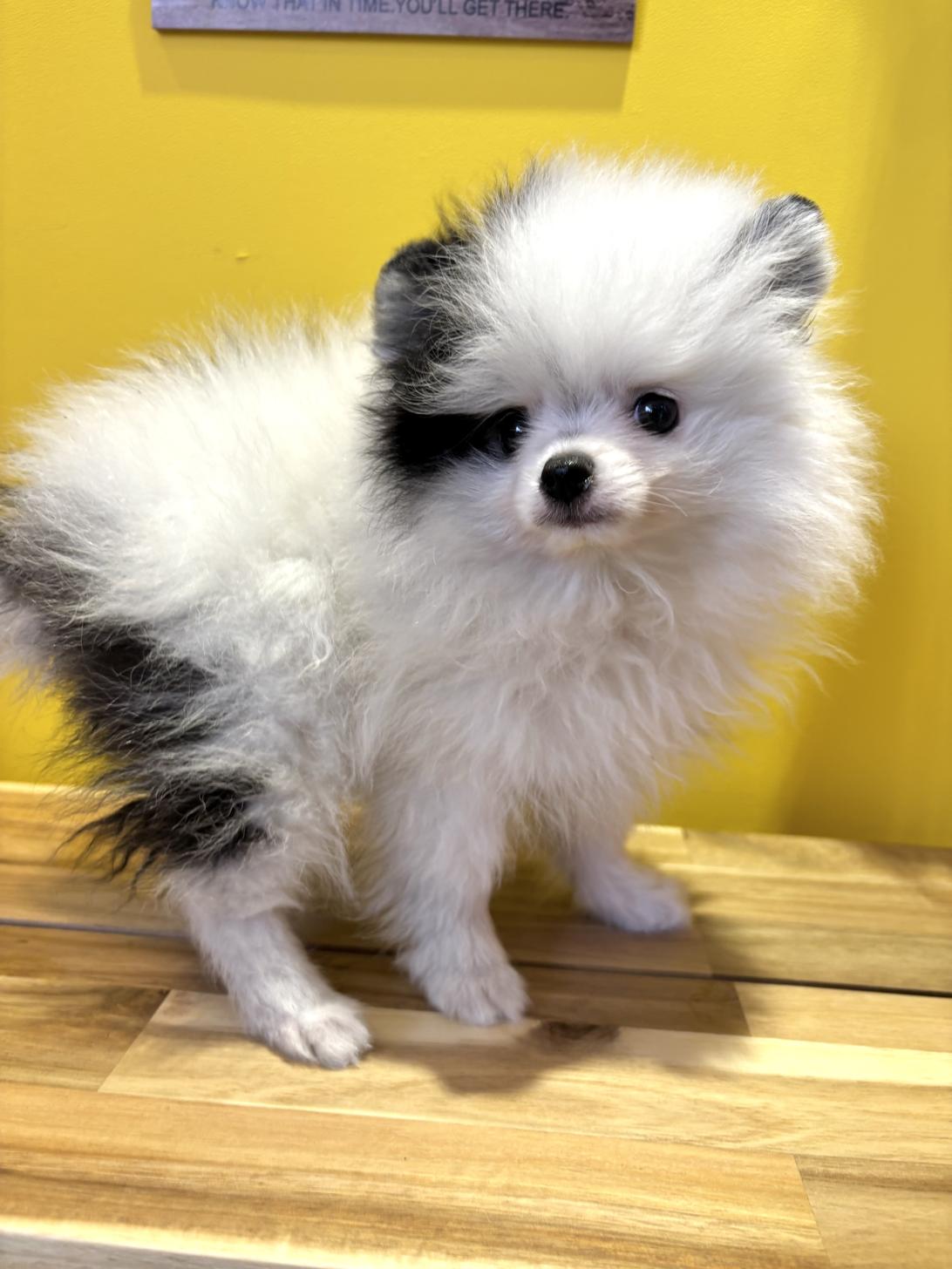 埼玉県のポメラニアン (ペッツスマイル南中野店/2026年1月22日生まれ/男の子/ホワイトブラック)の子犬の4枚目の画像