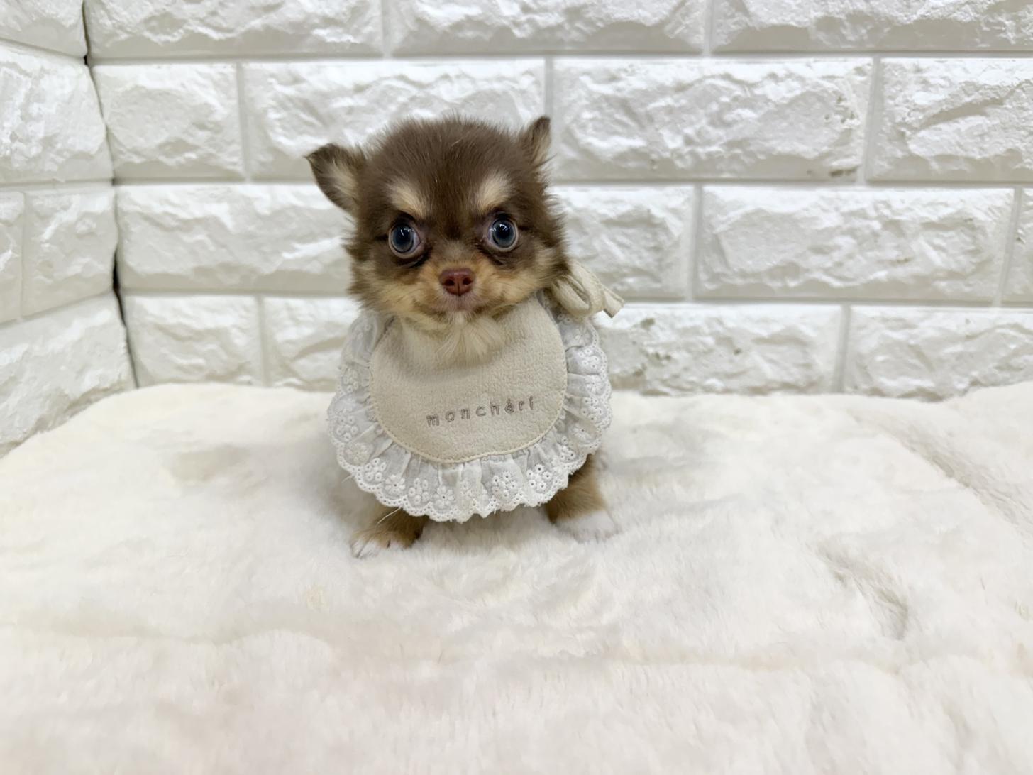 神奈川県のチワワ(ロング) (ペッツコンシェル鶴見元宮店/2026年2月19日生まれ/男の子/チョコレートタンホワイト)の子犬の1枚目の画像